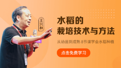 水稻的栽培技术与方法